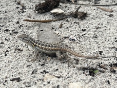 Sceloporus cozumelae