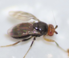 Pterogramma palliceps