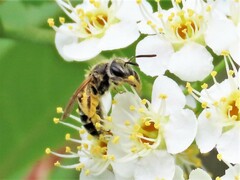 Andrena nasonii