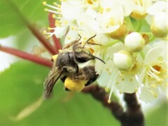 Andrena nasonii