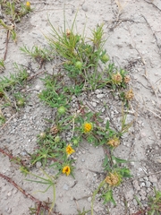 Grindelia ragonesei