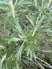 Eriophyllum confertiflorum
