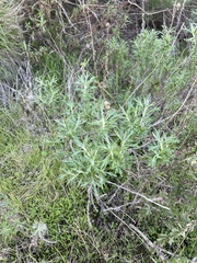 Eriophyllum confertiflorum
