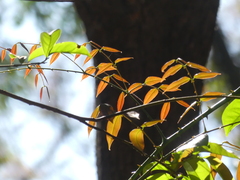 Mezoneuron cucullatum