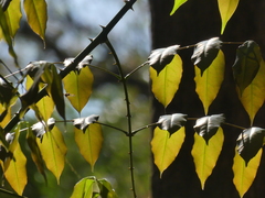 Mezoneuron cucullatum