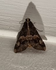 Sphingomorpha chlorea