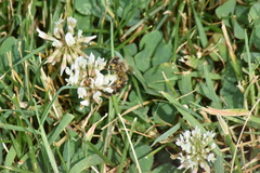 Apis mellifera