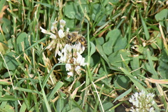 Apis mellifera