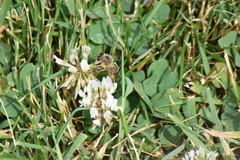 Apis mellifera
