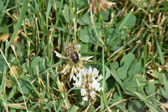Apis mellifera