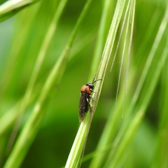 Eutomostethus ephippium