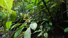 Chrysochlamys membranacea