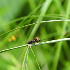 Eutomostethus ephippium