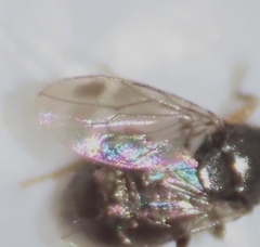 Pterogramma palliceps