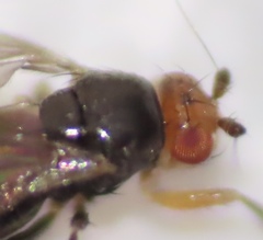 Pterogramma palliceps