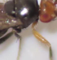 Pterogramma palliceps
