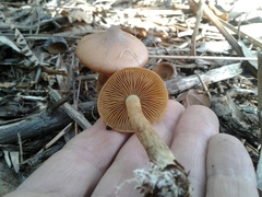 Cortinarius clelandii