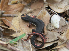 Salamandrina perspicillata