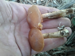 Cortinarius clelandii