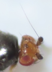 Pterogramma palliceps