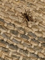 Herpyllus ecclesiasticus
