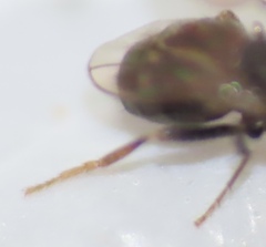 Pterogramma palliceps