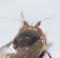Pterogramma palliceps
