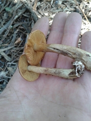 Cortinarius clelandii