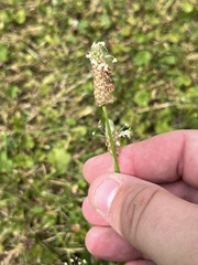 Plantago