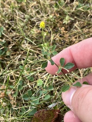 Medicago lupulina