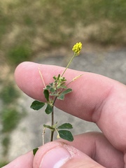 Medicago lupulina