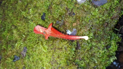 Columnea oerstediana, photograph 6