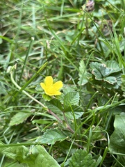 Potentilla