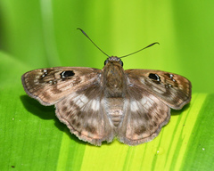 Cornuphallus albafascia