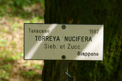 Torreya nucifera