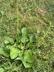 Plantago