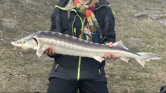 Acipenser gueldenstaedtii