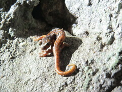 Speleomantes italicus