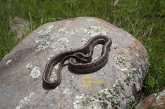 Thamnophis scaliger