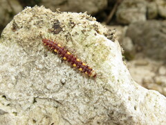 Polydesmus collaris