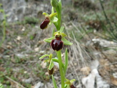 Ophrys sphegodes