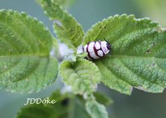 Alagoasa decemguttata