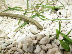 Chalcides chalcides