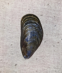 Mytilus galloprovincialis