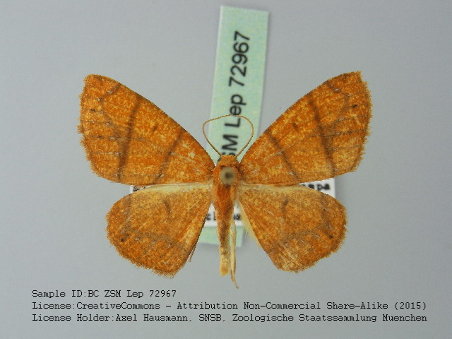 Melinodes saeta
