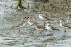 Calidris ferruginea