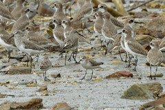 Calidris ruficollis