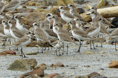 Calidris ruficollis