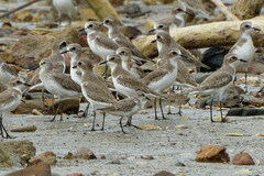 Calidris ruficollis