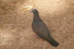 Ducula whartoni